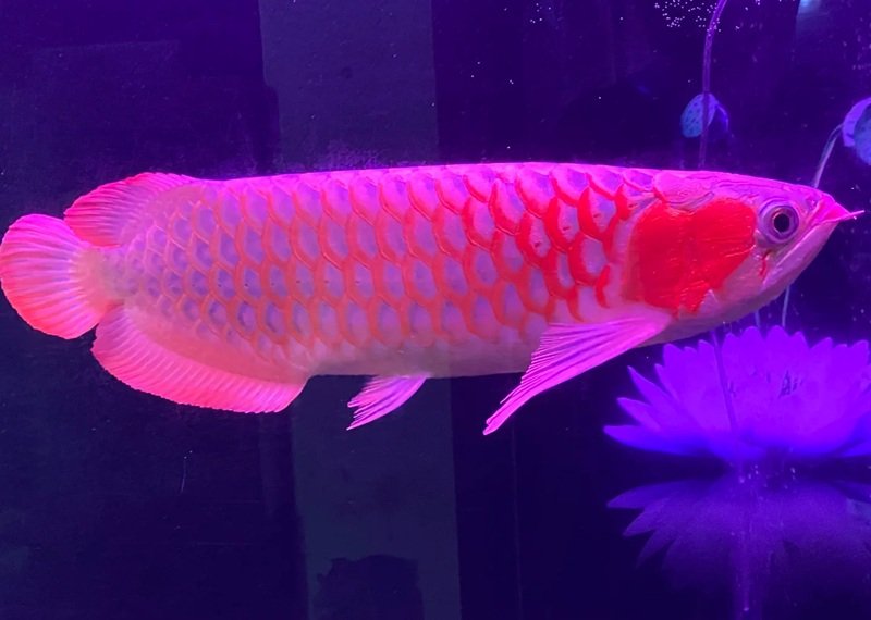 cá rồng huyết long 18