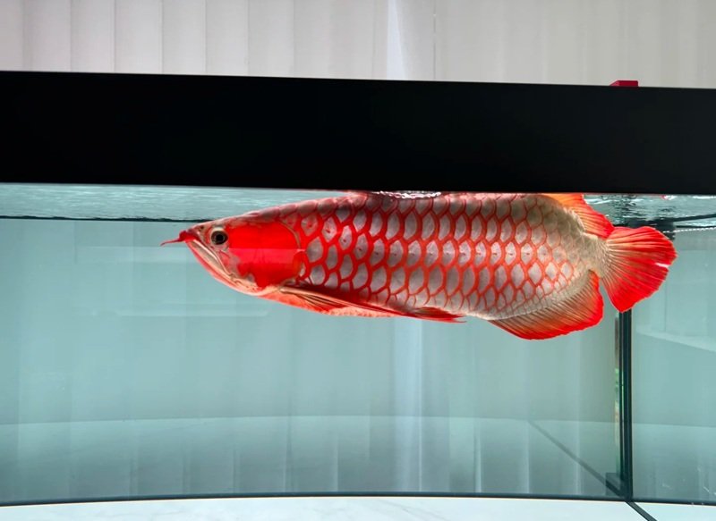 cá rồng huyết long 19