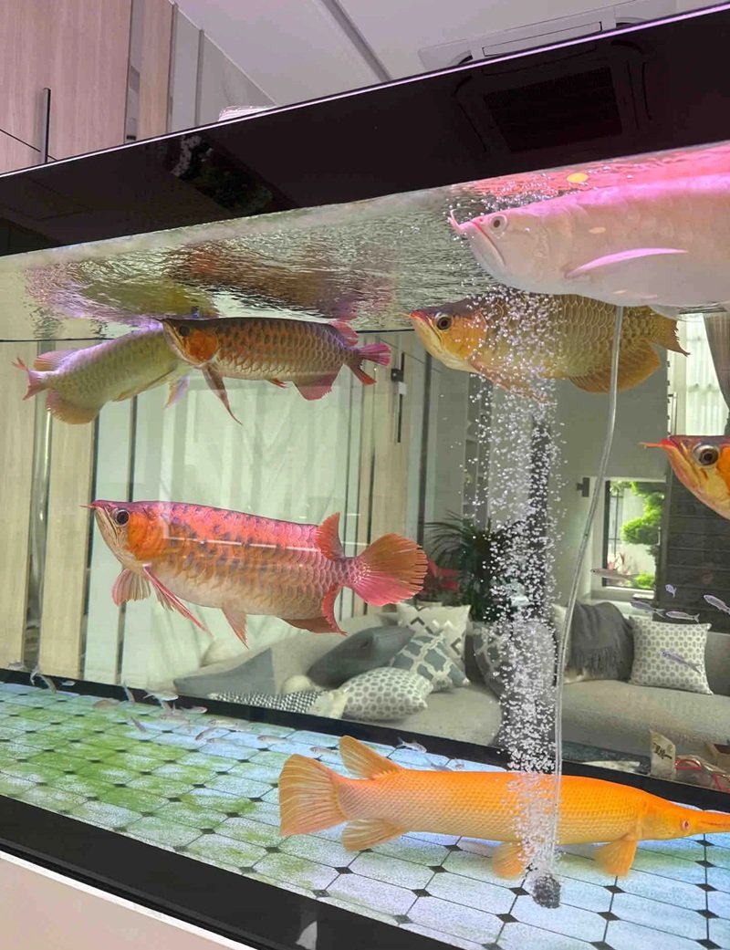 cá rồng huyết long 2