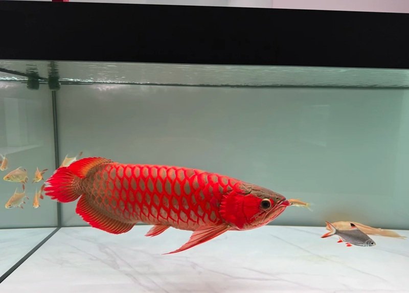 cá rồng huyết long 20