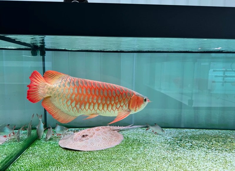 cá rồng huyết long 21