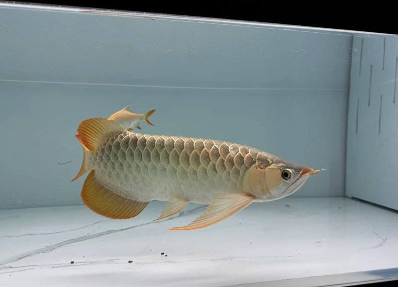 cá rồng huyết long 22