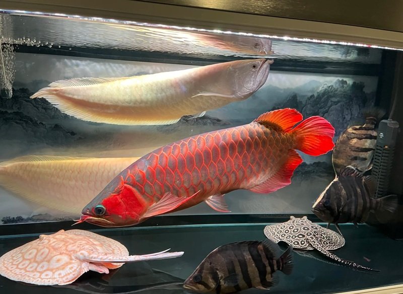 cá rồng huyết long 23