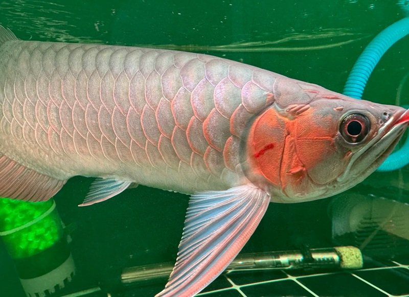 cá rồng huyết long 25