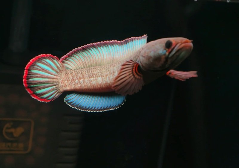 cá rồng huyết long 26