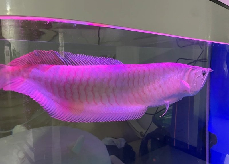 cá rồng huyết long 27