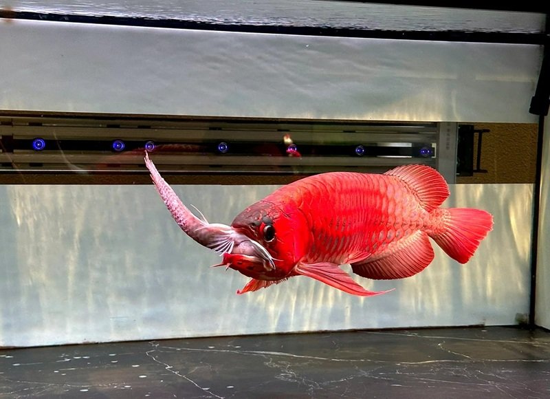 cá rồng huyết long 28