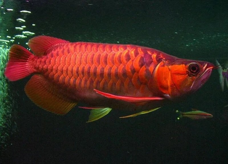 cá rồng huyết long 29