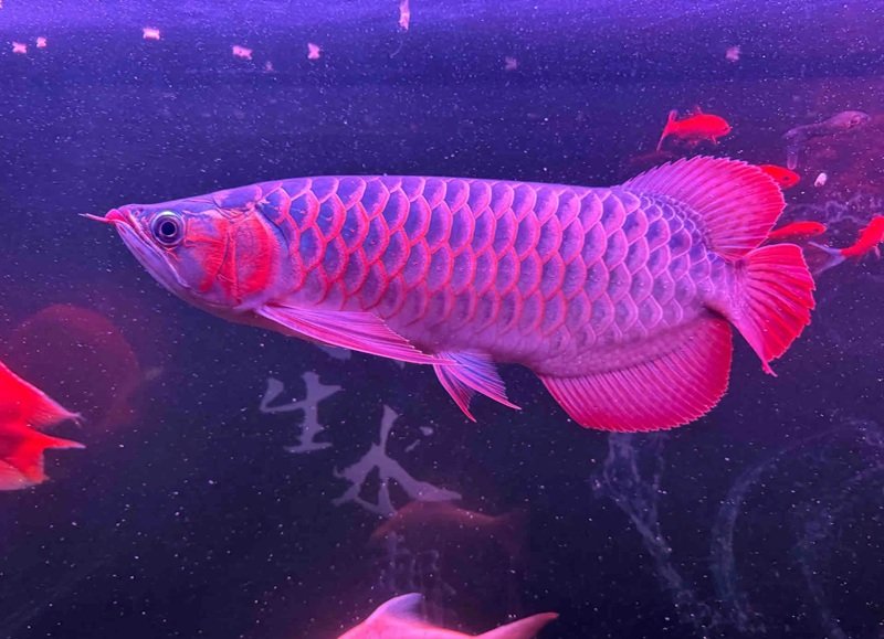 cá rồng huyết long 31