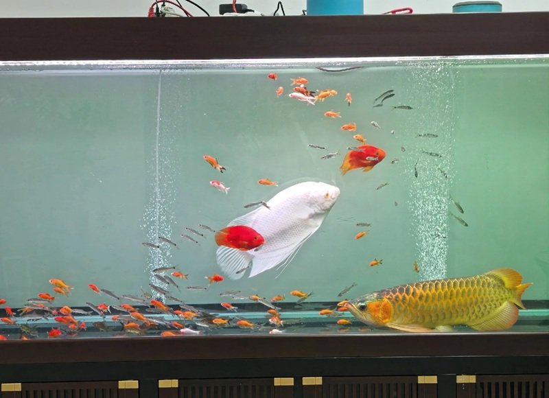 cá rồng huyết long 6