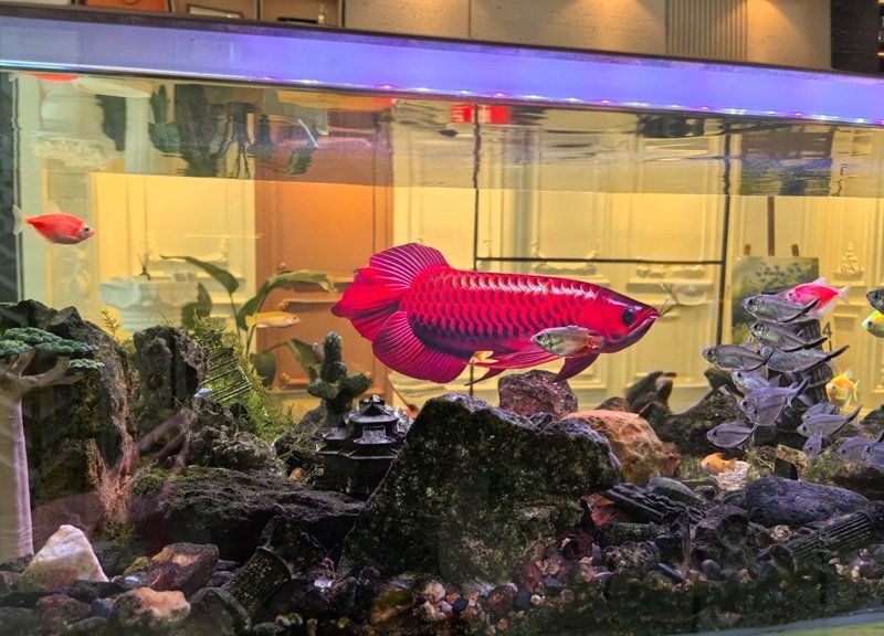 cá rồng huyết long 9