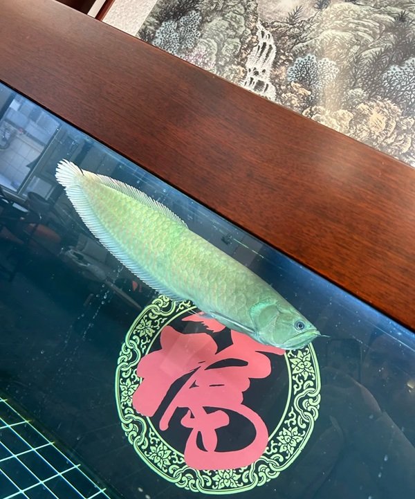 cá rồng kim long 1