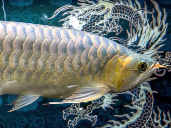 cá rồng kim long 10