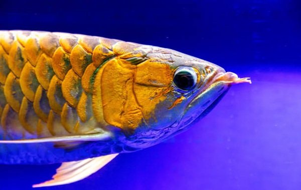 cá rồng kim long 11