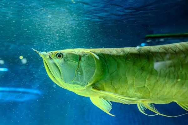 cá rồng kim long 12