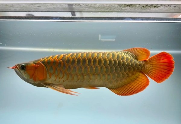 cá rồng kim long 14