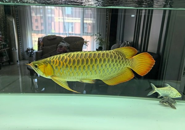 cá rồng kim long 16