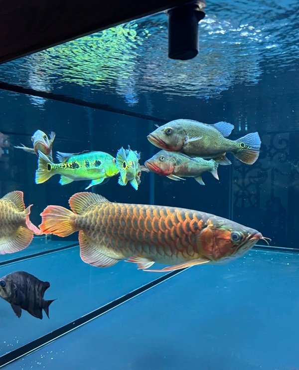 cá rồng kim long 17