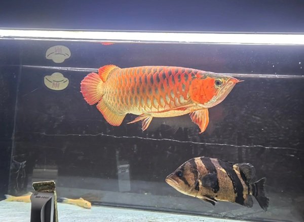 cá rồng kim long 18