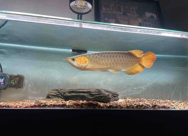 cá rồng kim long 19