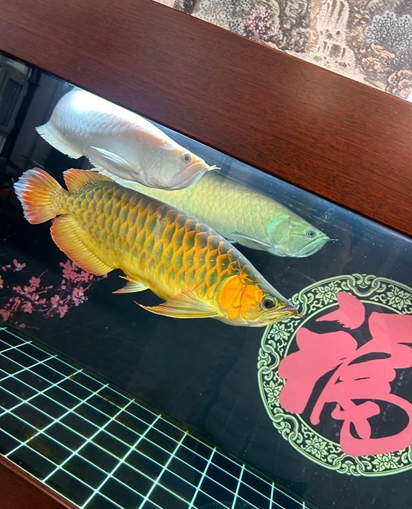 cá rồng kim long 2