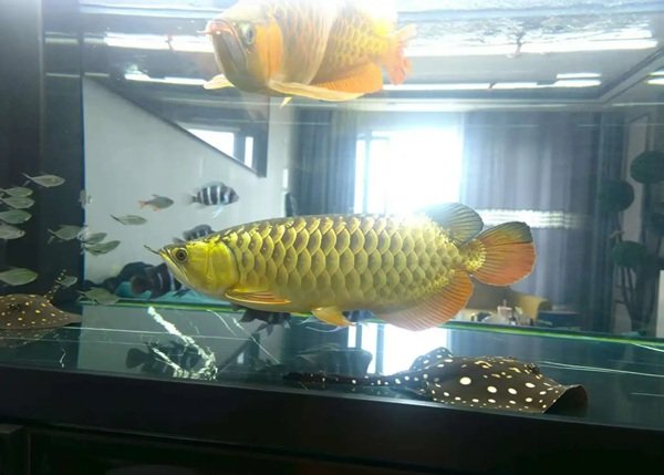 cá rồng kim long 20