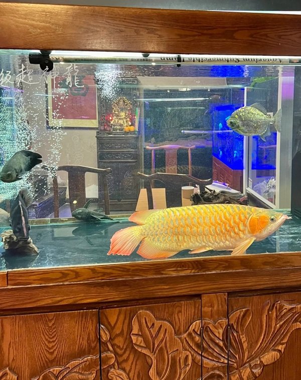 cá rồng kim long 22