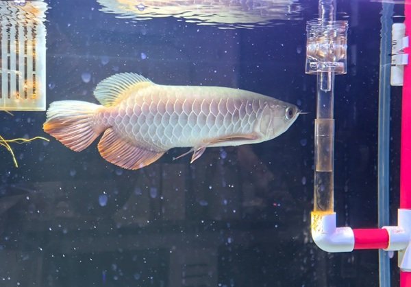 cá rồng kim long 24