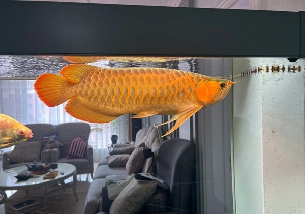 cá rồng kim long 25