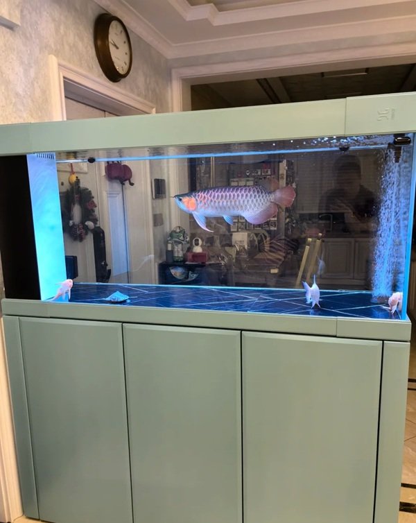 cá rồng kim long 26