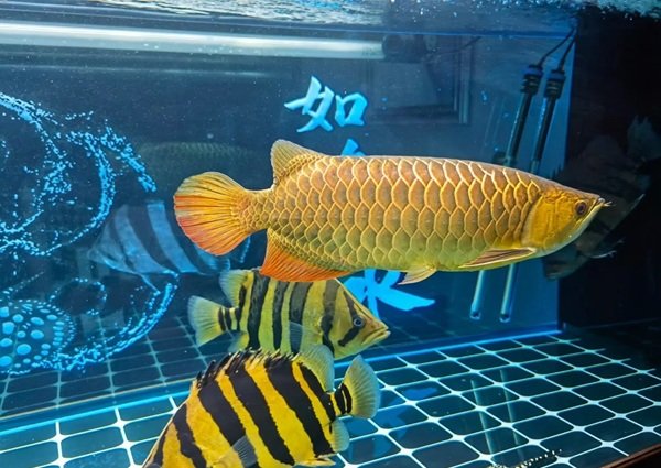 cá rồng kim long 28