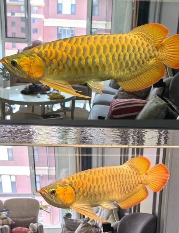 cá rồng kim long 3