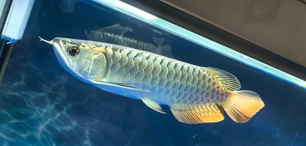 cá rồng kim long 30