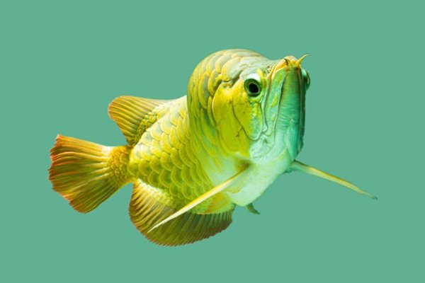 cá rồng kim long 32