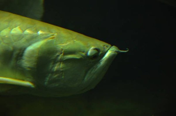 cá rồng kim long 4