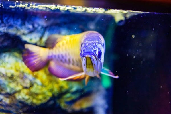 cá rồng kim long 6