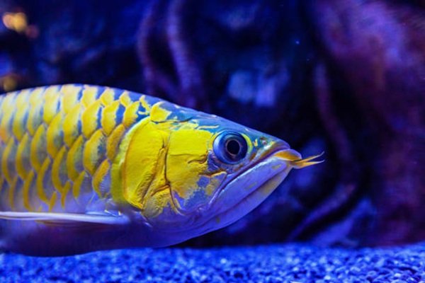 cá rồng kim long 7