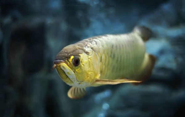 cá rồng kim long 8