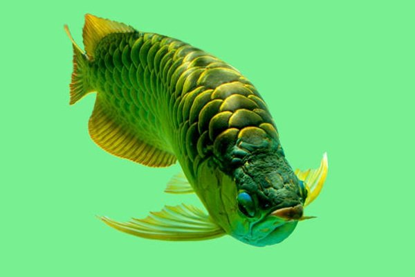 cá rồng kim long 9