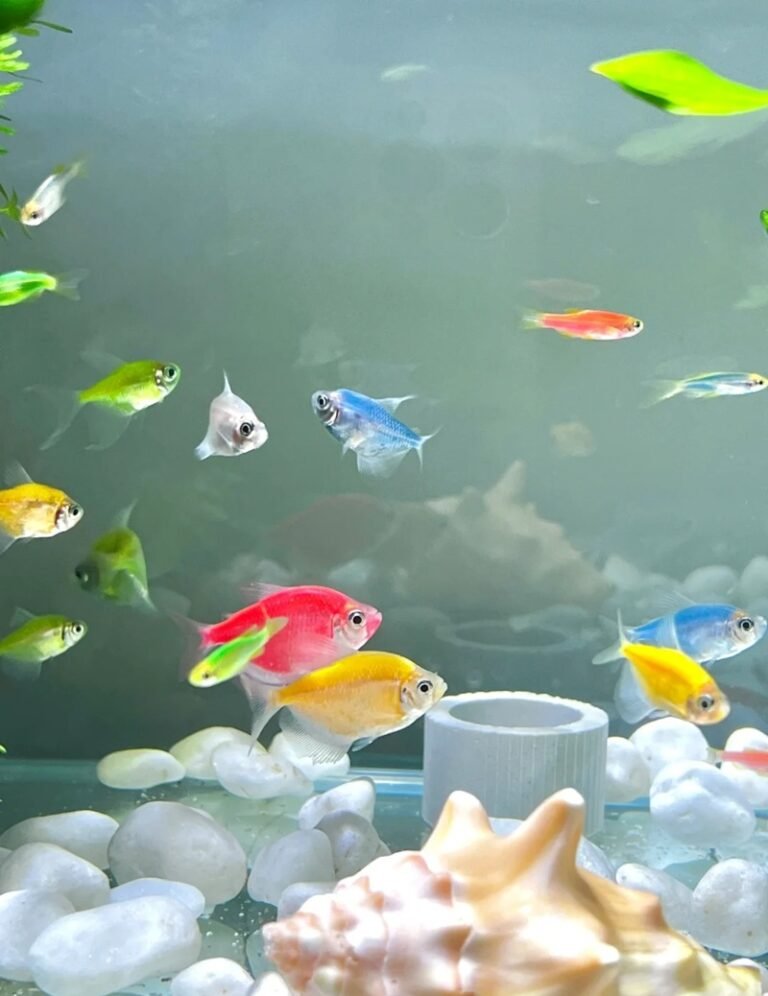 Cá Sọc Ngựa – Nhỏ Gọn, Dễ Nuôi Và Luôn Bơi Rất Sung