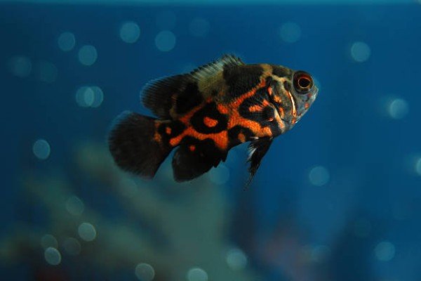 cá tai tượng châu phi 1