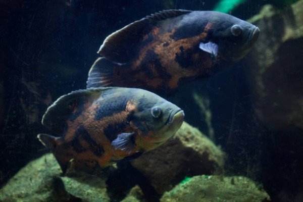 cá tai tượng châu phi 10