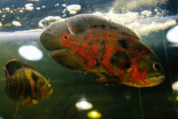 cá tai tượng châu phi 11