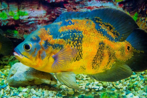 cá tai tượng châu phi 13