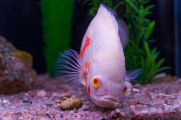 cá tai tượng châu phi 14