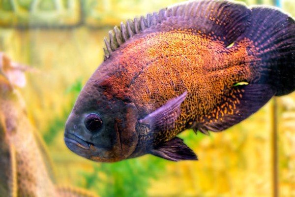 cá tai tượng châu phi 17