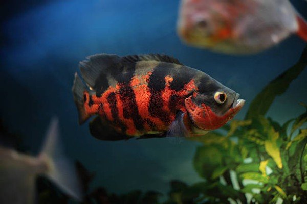 cá tai tượng châu phi 2