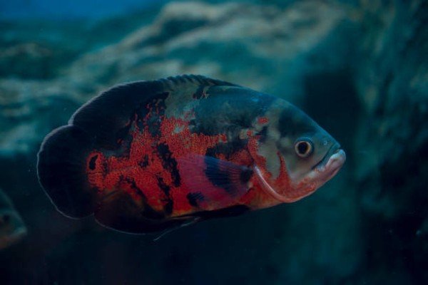 cá tai tượng châu phi 22