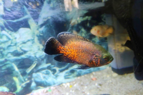 cá tai tượng châu phi 26