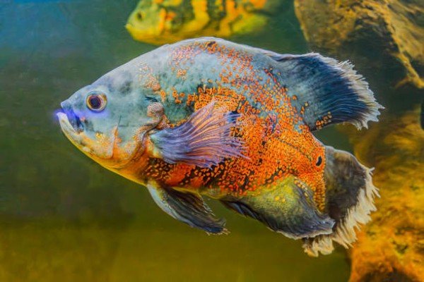 cá tai tượng châu phi 29